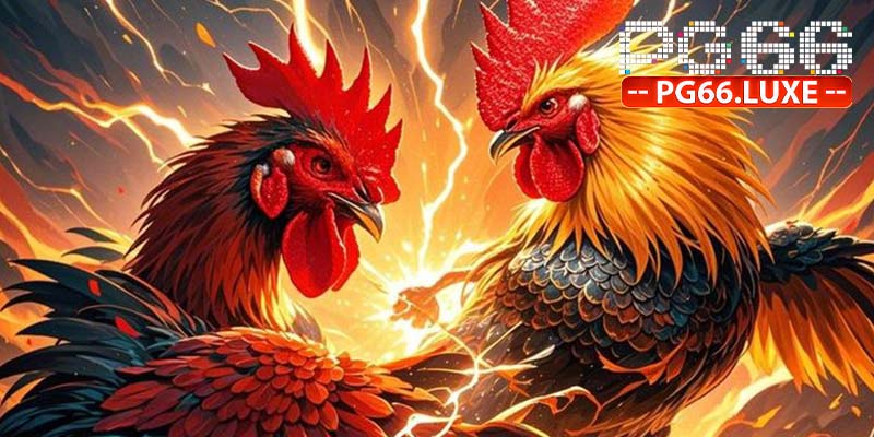 Giới thiệu tổng quan sảnh đá gà PG66