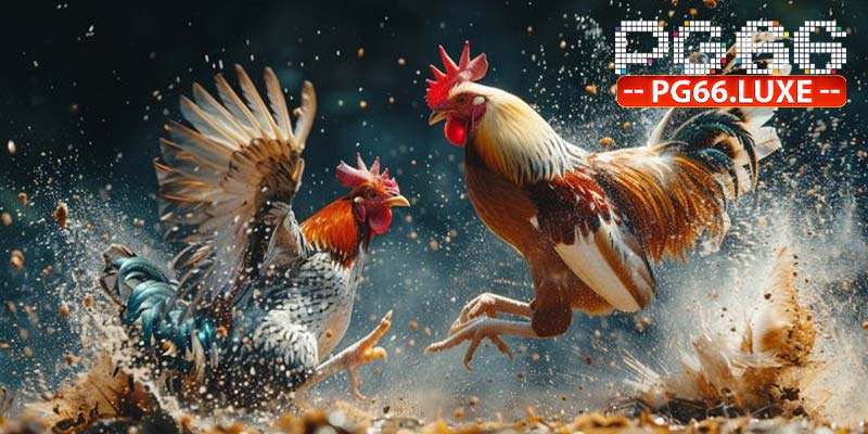 Mô hình đá gà PG66 đỉnh cao